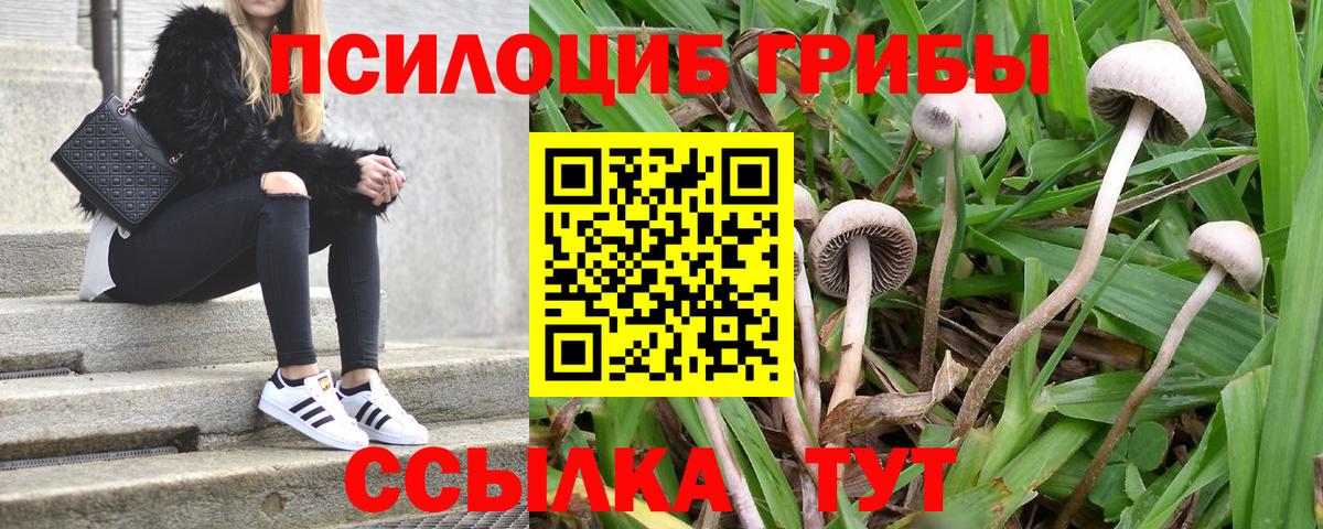 Орехово-Зуево  даркнет сайт  Вход с VPN  Псилоцибиновые грибы GOLDEN TEACHER 